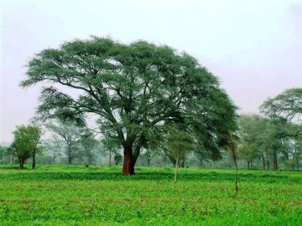 Faidherbia Albida - Ana Tree - Indigenous South African Tree - 10 Seeds