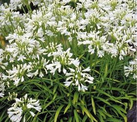 Agapanthus Nana White - Indigenous South African Bulb - 10 Seeds