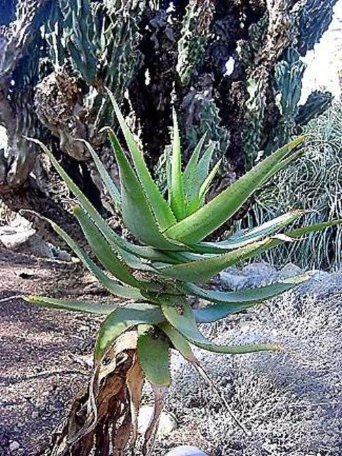 Aloe lineata - Indigenous South African Succulent - 10 Seeds
