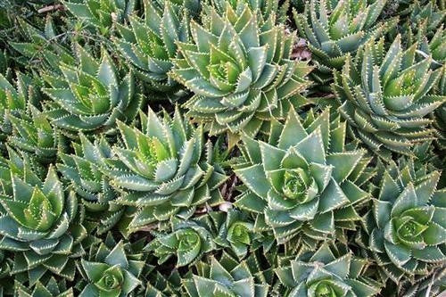 Aloe perfoliata - Indigenous South African Succulent - 10 Seeds