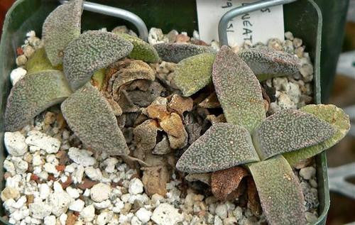 Aloinopsis rubrolineata - Indigenous South African Succulent - 10 Seeds