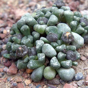 Aloinopsis schoeneesii - Indigenous South African Succulent - 10 Seeds