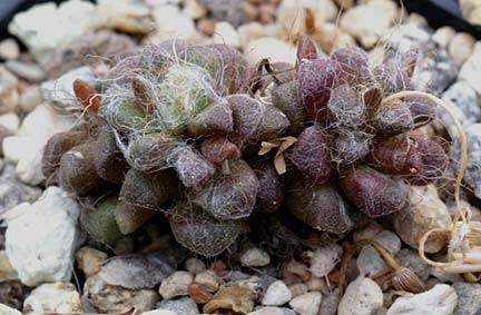 Anacampseros albidiflora - Indigenous South African Succulent - 10 Seeds