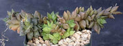 Anacampseros karasmontana - Indigenous South African Succulent - 10 Seeds