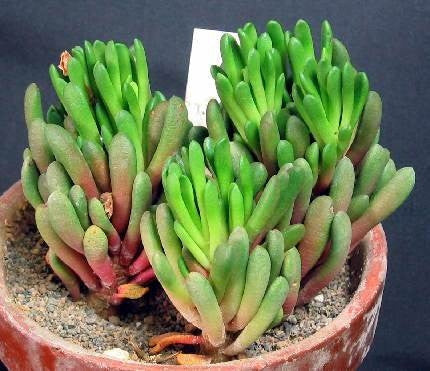 Anacampseros marlothii - Indigenous South African Succulent - 10 Seeds