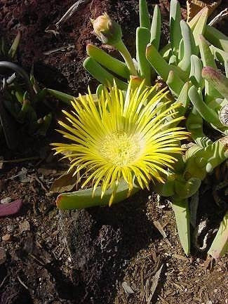 Cheiridopsis roodiae - Indigenous South African Succulent - 10 Seeds