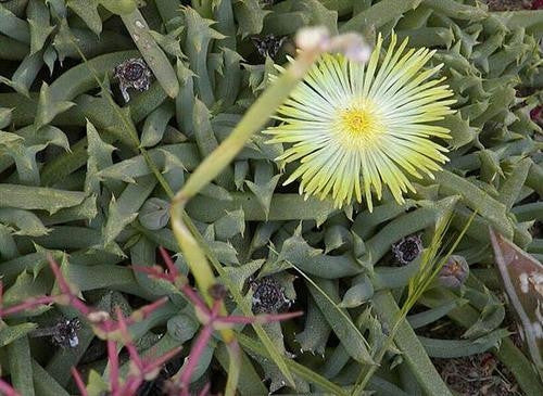 Cheiridopsis schlecterii - Indigenous South African Succulent - 10 Seeds