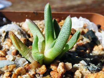 Cheiridopsis setifera - Indigenous South African Succulent - 10 Seeds