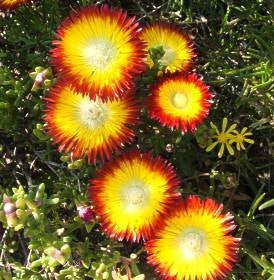 Drosanthemum bicolor - Indigenous South African Succulent - 10 Seeds