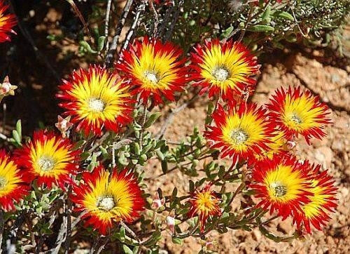 Drosanthemum micans - Indigenous South African Succulent - 10 Seeds