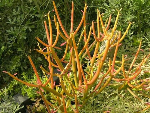 Euphorbia tirucalli - Indigenous South African Succulent - 10 Seeds
