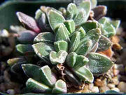 Faucaria boscheana - Indigenous South African Succulent - 10 Seeds