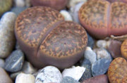 Lithops bromfieldii glaudinia - Living Stones - Indigenous South African Succulent - 10 Seeds