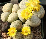 Lithops francisci - Living Stones - Indigenous South African Succulent - 10 Seeds