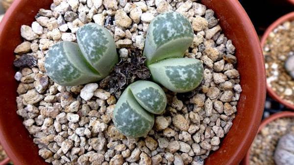 Lithops helmutii C271 - Living Stones - Indigenous South African Succulent - 10 Seeds