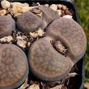 Lithops hookeri subfenestrata - Living Stones - Indigenous South African Succulent - 10 Seeds