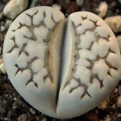 Lithops julii chrysocephala - Living Stones - Indigenous South African Succulent - 10 Seeds