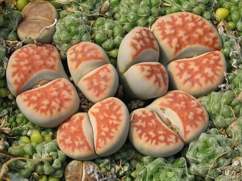 Lithops karasmontana mickbergensis - Living Stones - Indigenous South African Succulent - 10 Seeds