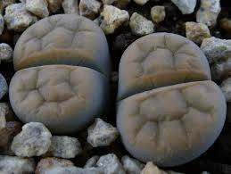 Lithops karasmontana signalberg - Living Stones - Indigenous South African Succulent - 10 Seeds
