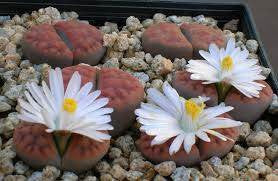 Lithops karasmontana tischeri - Living Stones - Indigenous South African Succulent - 10 Seeds