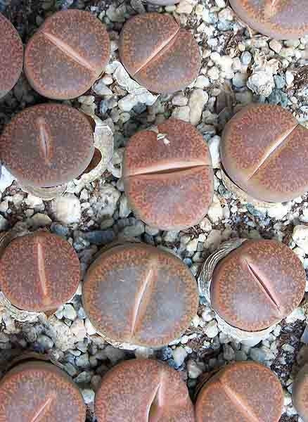 Lithops lesliei albiflora C005A - Living Stones - Indigenous South African Succulent - 10 Seeds