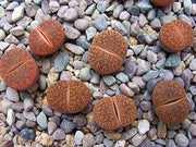 Lithops lesliei hornii - Living Stones - Indigenous South African Succulent - 10 Seeds