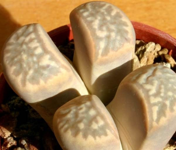 Lithops marmorata marmorata - Living Stones - Indigenous South African Succulent - 10 Seeds