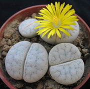 Lithops pseudotruncatella archerae - Living Stones - Indigenous South African Succulent - 10 Seeds
