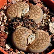Lithops salicola reticulata - grey form - Living Stones - Indigenous South African Succulent - 10 Seeds