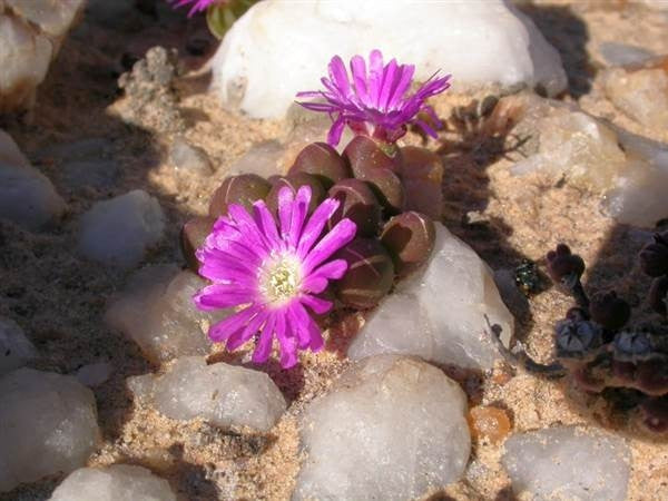 Oophytum nanum - Indigenous South African Succulent - 10 Seeds