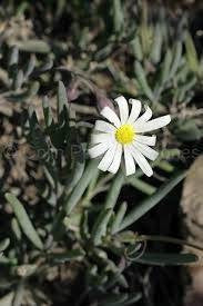 Othonna alba - Indigenous South African Succulent - 10 Seeds