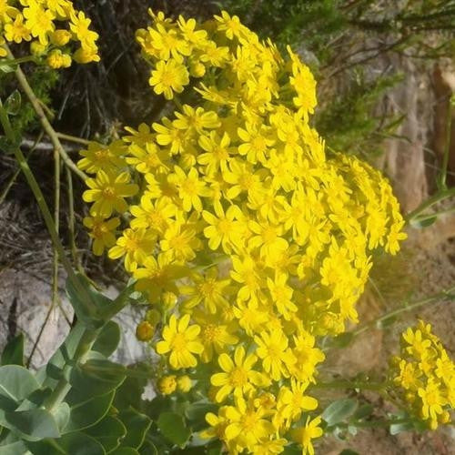 Othonna parviflora - Bobbejaanskool - Indigenous South African Succulent - 10 Seeds
