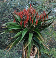 Aloe vaombe - Malagasy Tree Aloe - Exotic Succulent - 10 Seeds