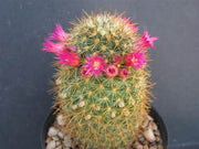 Mammillaria rekoi ssp aureispina - Exotic Succulent Cactus - 10 Seeds