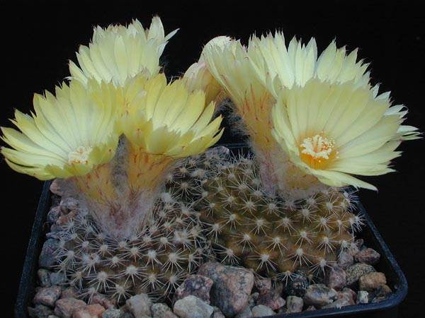 Parodia formosa - Exotic Succulent Cactus - 10 Seeds