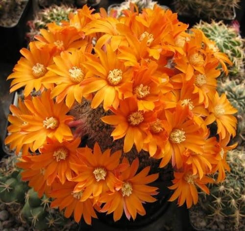 Rebutia flavistyla - Rebutia fiebrigii - Exotic Succulent Cactus - 10 Seeds