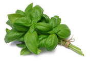 Italian Large Leaf Basil - ORGANIC - Herb - 200 Seeds