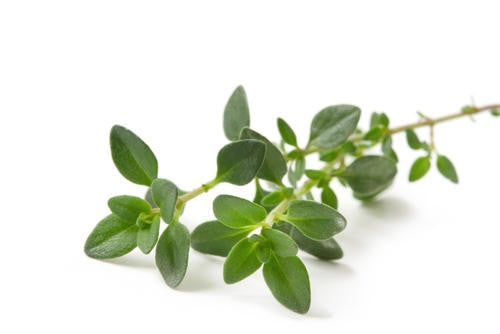 Thyme - ORGANIC - Herb - 100 Seeds