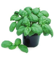 Gecofure Basil - Herb - 100 Seeds