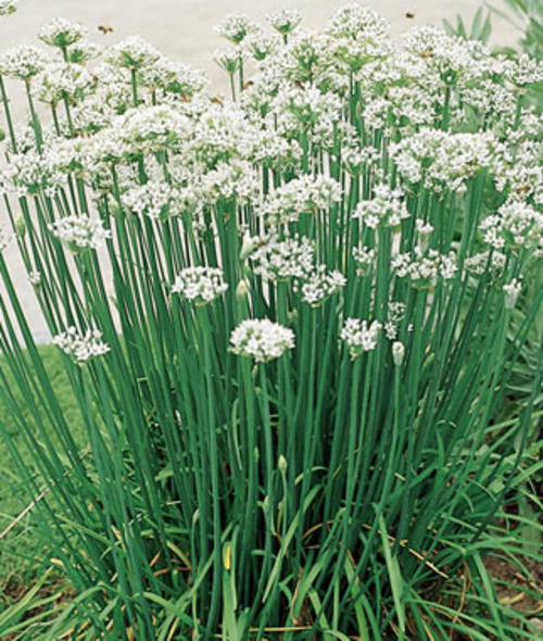 Garlic Chives - ORGANIC - Herb - 50 Seeds