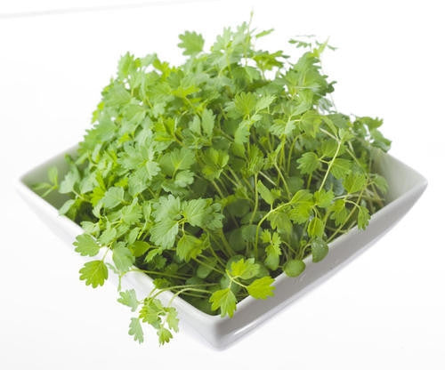 Salad Burnet - Herb - 200 Seeds