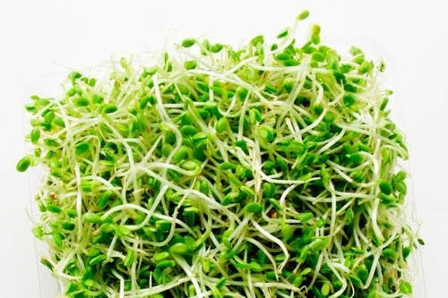 Alfalfa - Sprouting Seeds