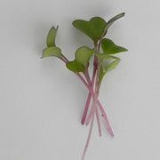 Purple Kohlrabi - Sprouting / Microgreen Seeds