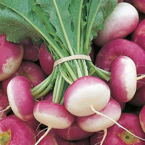 Purple Top Turnip - Bulk Vegetable Seeds - 200 grams