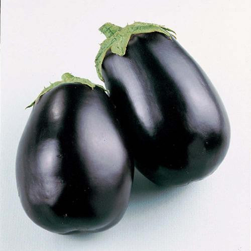 Black Beauty Eggplant - Bulk Vegetable Seeds - 100 grams