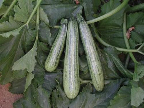 Caserta Squash / Baby Marrow - Bulk Vegetable Seeds