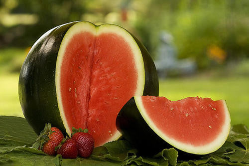 Sugar Baby Watermelon - Bulk Fruit Seeds - 50 grams