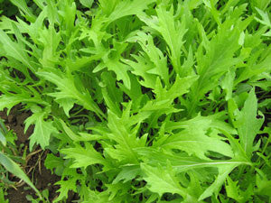 Mizuna Mustard Greens - Bulk Vegetable Seeds - 50 grams