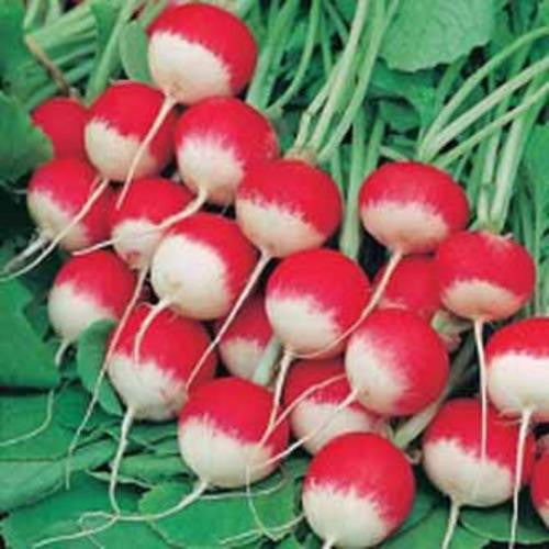 Sparkler radish - Bulk Vegetable Seeds - 200 grams