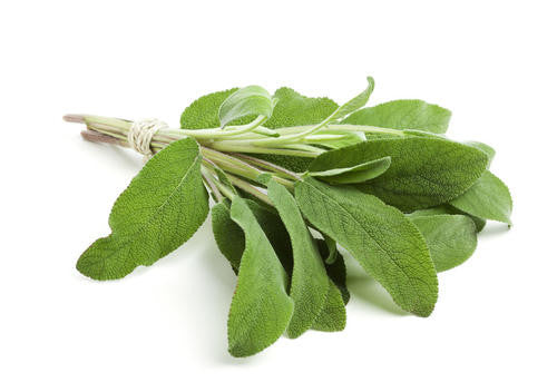Sage - Bulk Herb Seeds - 10 grams